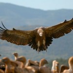 Animales carroñeros