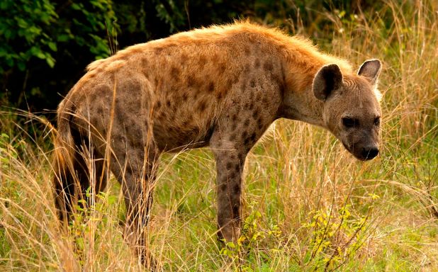 Animales carroñeros: hyena