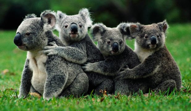 Animales hervíboros: Koalas