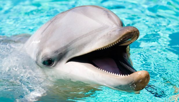 Animales omnívoros: Delfin