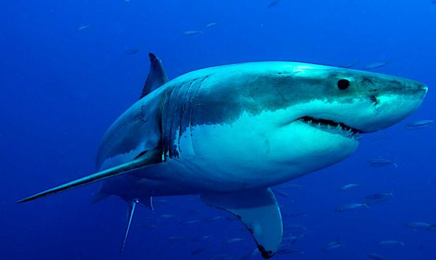 Animales ovovivíparos: Tiburón blanco