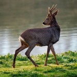 Animales que puedes encontrar en montes españoles