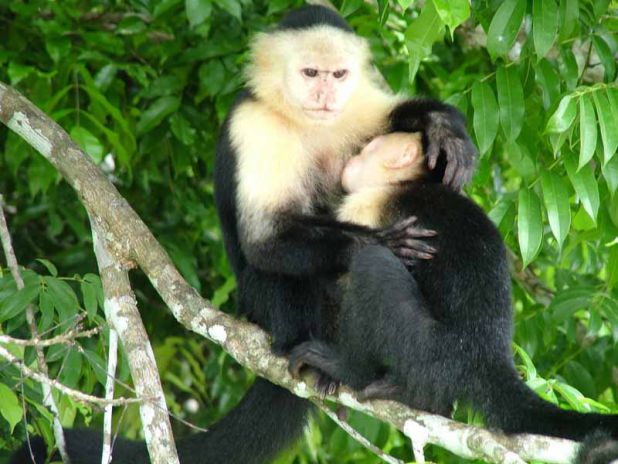 Comportamiento y socialización de los monos