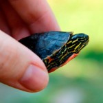 Curiosidades sobre las tortugas