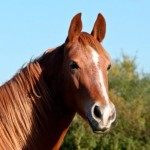 Curiosidades sobre los caballos