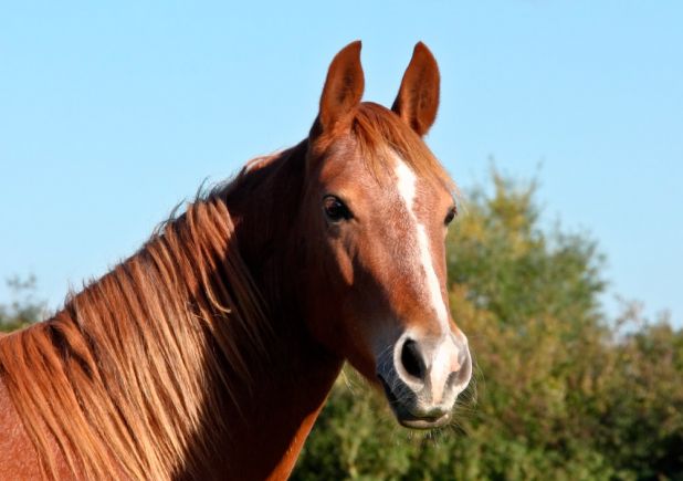 Curiosidades sobre los caballos | AnimalesHoy
