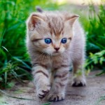 Curiosidades sobre los gatos