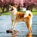 Curiosidades sobre los perros Akita Inu