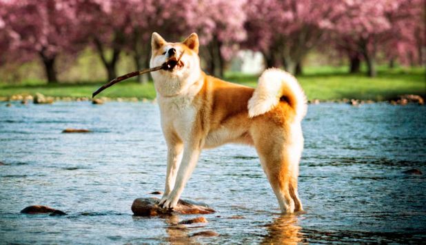 Curiosidades sobre los perros Akita Inu
