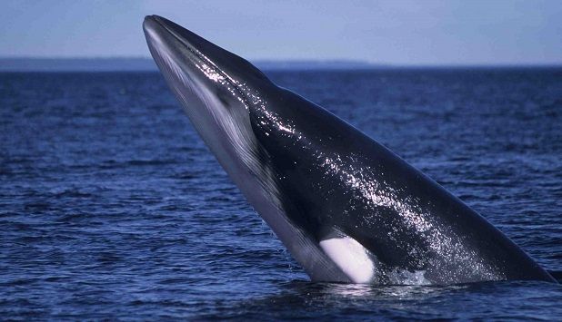 Lugares de España para ver ballenas