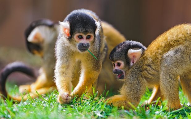 Monos en peligro de extinción