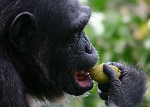 Qué comen los monos