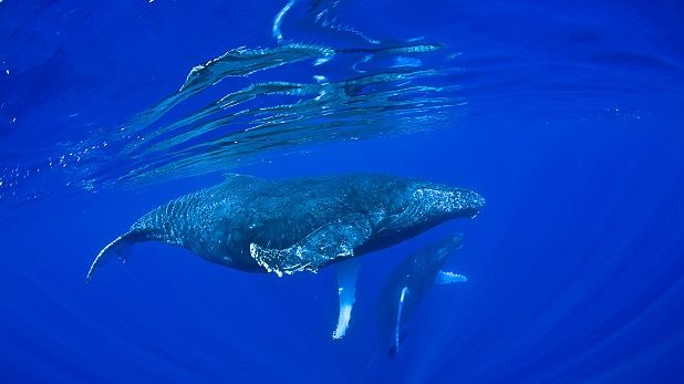 Ver ballenas en España