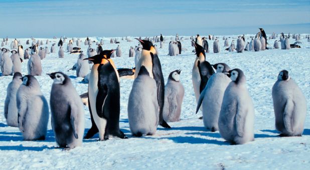 Animales de la Antártida