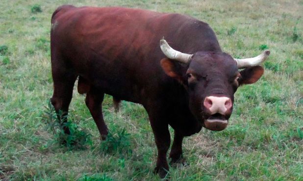 Animales rumiantes: Toro
