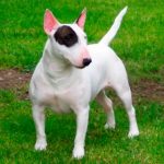 Bull Terrier Inglés