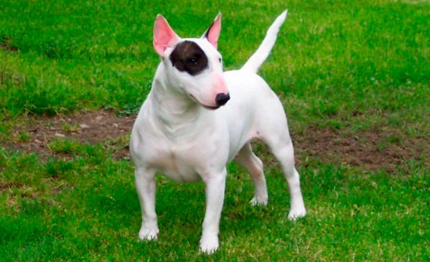 Bull Terrier Inglés