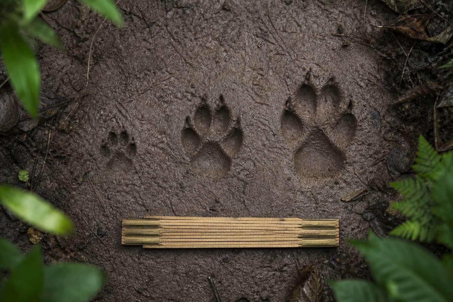 Huellas de zorro, perro y lobo: claves para distinguirlas en el campo — Imagen 1 Varias huellas de cánidos marcadas en barro húmedo junto a una regla de campo
