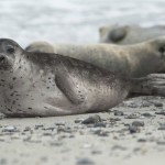 Información básica sobre las focas