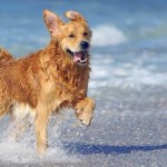 Las 10 mejores playas para perros en España