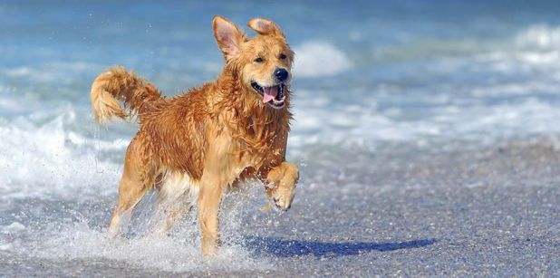 Las 10 mejores playas para perros en España