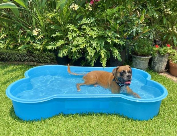 Las 7 mejores piscinas para perros