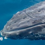 Los 5 mejores lugares del mundo para ver ballenas