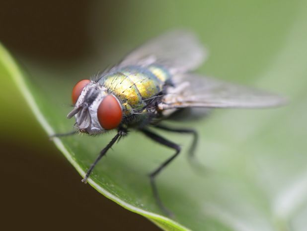 La importancia de las moscas