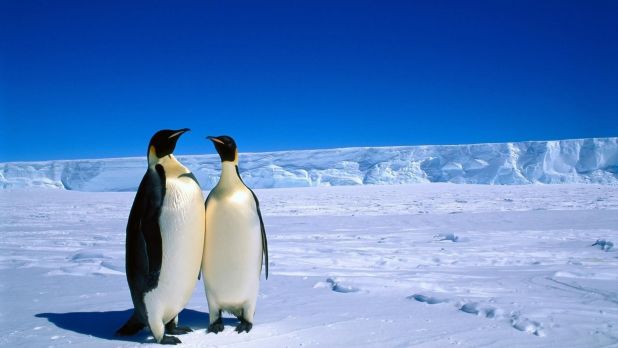 Pingüinos de la Antártida