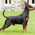 Pinscher enano