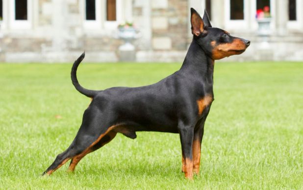 Pinscher enano