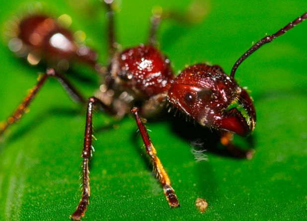 Principales animales del Amazonas: Hormigas bala